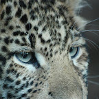 leopard_louis2.jpg