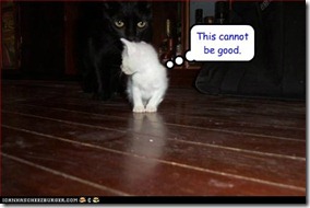 funny-cat-pictures-yikes funny-cat-pictures-yikes