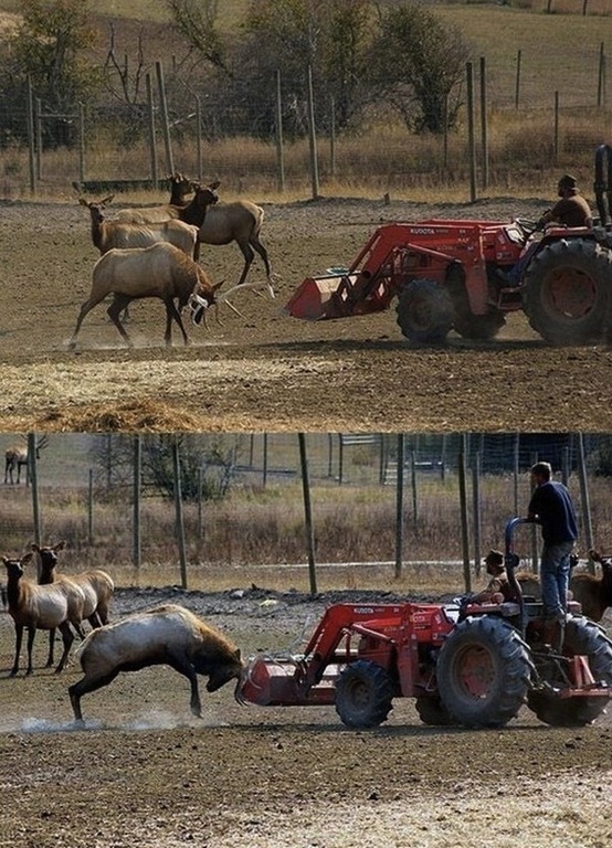 [Deer-vs-tractor%255B21%255D.jpg]