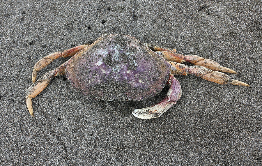 [110712_crab_on_beach3.jpg]