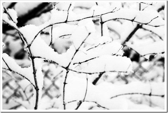BW Snow
