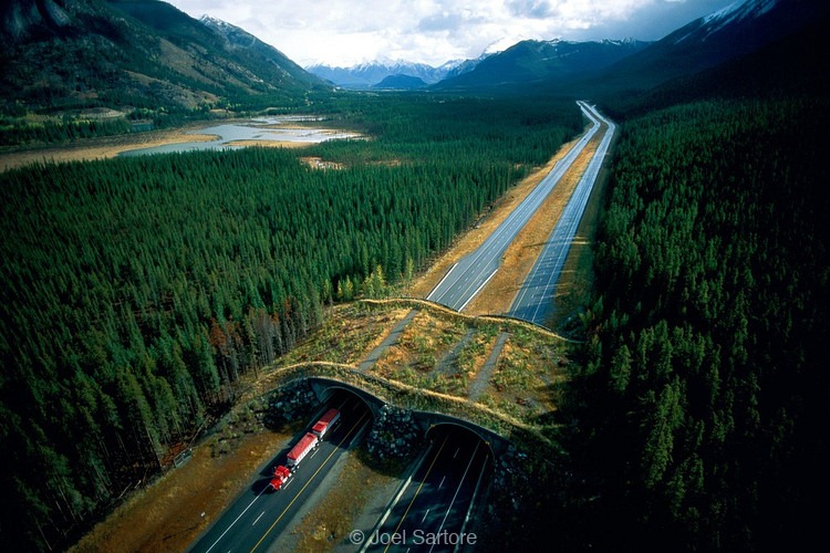 Ponen Puentes para animales silvestres. Wildlife-crossings-6%25255B3%25255D