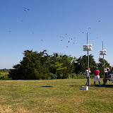 Purple Martin Banding Hammonasset Park July 2012