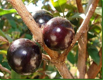 Jabuticaba Vermelha Jabuticaba Vermelha