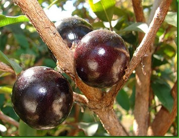 Jabuticaba Vermelha