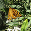 Common brown