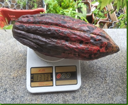 Cacao Vermelho Gigante (2) Cacao Vermelho Gigante (2)