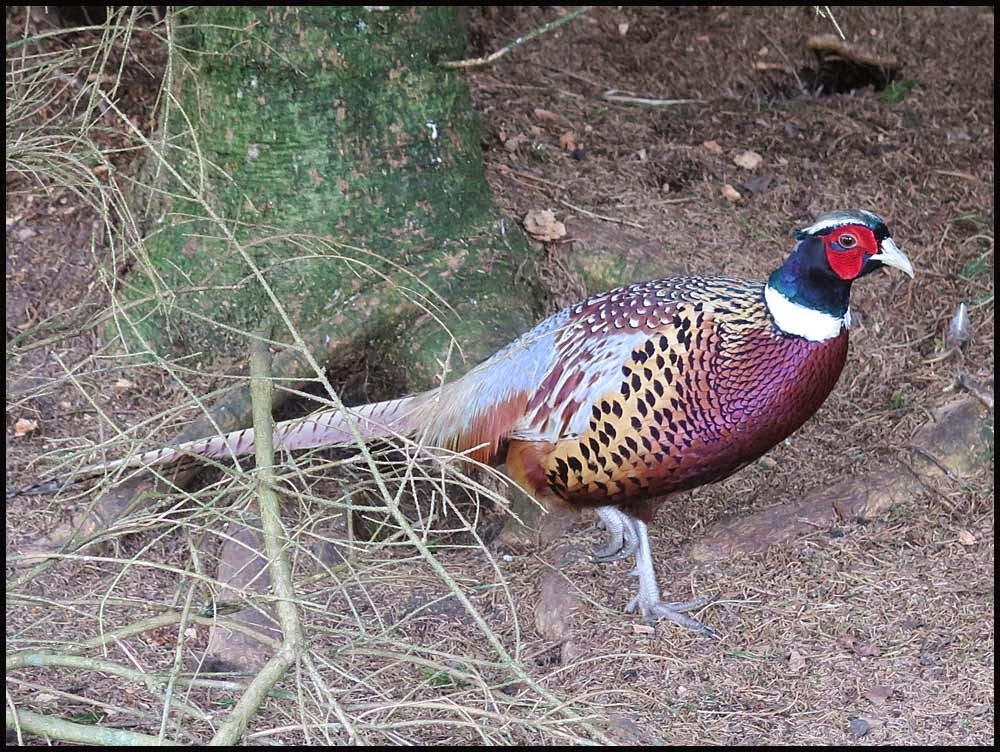 [2232pheasant3.jpg]