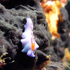 Nudibranch (Pemuteran, North Bali)