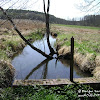 rz. Gryżynka dsc06274.jpg