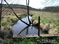 rz. Gryżynka