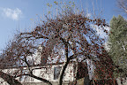 At the Maple Avenue house, we spotted a tree covered with fruit.