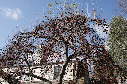 At the Maple Avenue house, we spotted a tree covered with fruit.