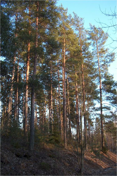 View to pinewoods