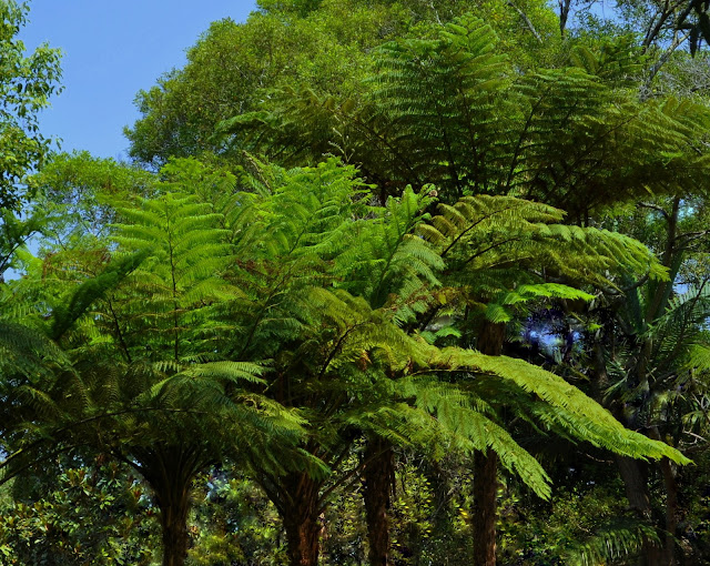 Fougères arborescentes près de Kuring-gai, New South Wales (Australie), 20 février 2009. Photo : Barbara Kedzierski