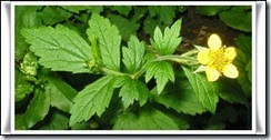 Cariofilada (Geum urbanun)-L Cariofilada (Geum urbanun)-L