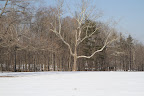 I hope that nothing bad ever happens to that magnificent sycamore.  Martha loves sycamore trees because they symbolize protection, eternity, and strength.