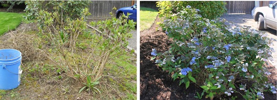 Yard-July20121
