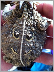 horny toad with a smiley face horny toad with a smiley face