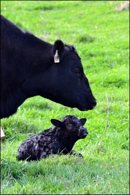 new calf