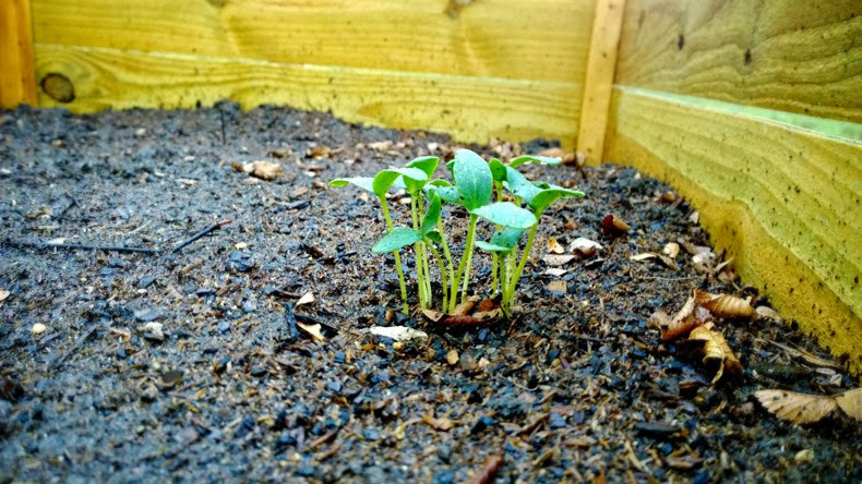 garden garden