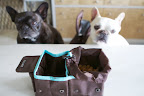 We also packed the 2-in-1 Travel Bowl, which flattens and snaps closed for easy storage and transport.  The two bowls open out - one for food and another lined bowl to accommodate water.