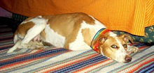 Primer día de Tita en casa4[4]