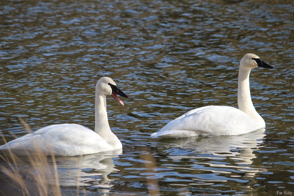 [Two%2520old%2520swans%255B8%255D.jpg]