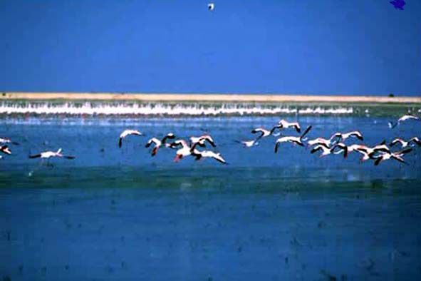 Coto Doñana: Declarado Patrimonio de la Humanidad por la UNESCO
