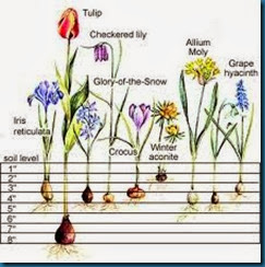 bulb chart bulb chart