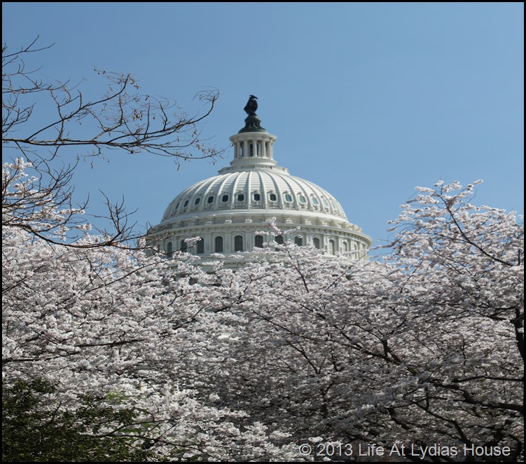 cherry blossoms 1