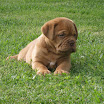 puppies_agosto5.jpg