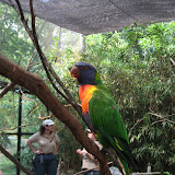 A lorikeet at the Nashville Zoo 09032011c