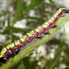 Cucullia convexipennis