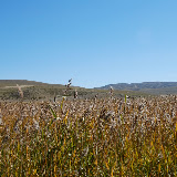 Tianshan- Paysage prairie