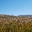 Tianshan- Paysage prairie