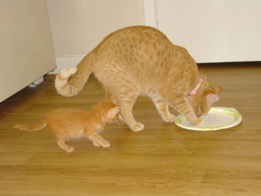 [animalsminime182.jpg]