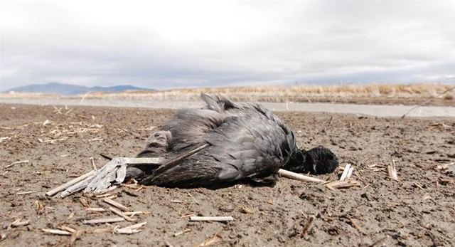 A coot lies dead on a mudflat on the Lower Klamath National Wildlife Refuge near Tulelake, California, on 30 March 2012. Standing behind endangered fish and farms in the line for scarce water, the refuge has been able to flood only half it's marshes this year, creating prime conditions for the spread of avian cholera. Jeff Barnard  /  AP