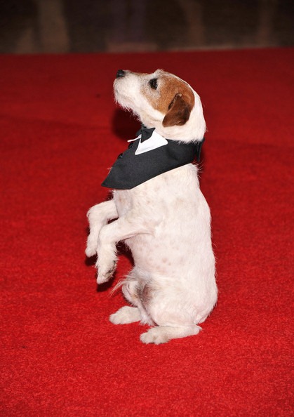 [Uggie%2520The%2520dog%2520from%2520The%2520Artist%255B6%255D.jpg]