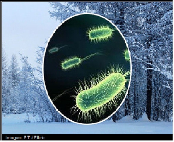 [bacteria%2520juventud%255B6%255D.jpg]
