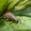 Gorgojo