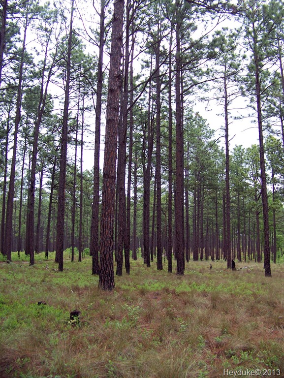 [Southern%2520Pines%2520and%2520about%2520034%255B5%255D.jpg]