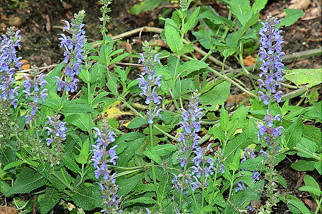 [BlueHill_Salvia_Sept26%255B5%255D.jpg]