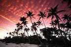 it:Tramonto fra le Palme;