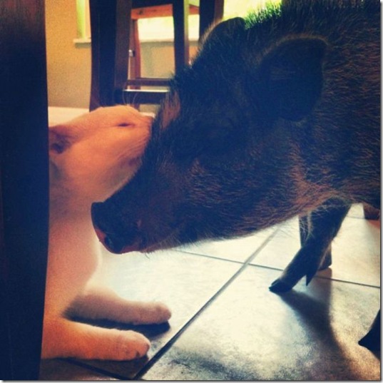 funny-animals-cute-39