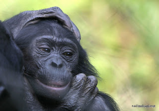 Bonobo au sanctuaire Lola Ya Bonobo, Kinshasa, 2003.