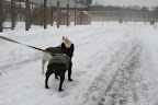 Wow, Sharkey!  We didn't even get to enjoy the beauty of the snow for very long.  It's raining today, making a big, slushy mess!