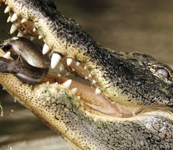 2- Lágrimas de crocodilo 2- Lágrimas de crocodilo