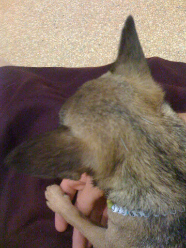 My mom sits on the floor with me when Annie does it, and she holds my paw....