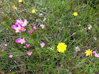 Dec 10 - Flowers in the field